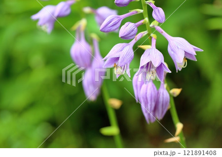 ギボウシの花 ギボウシの花 121891408