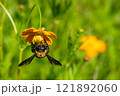 キバナコスモスにぶら下がる熊蜂 121892060