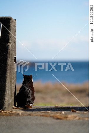 海を眺める猫の後ろ姿 121892063