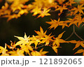 美しい紅葉の葉 121892065