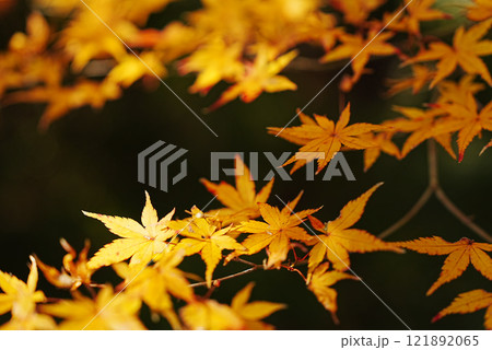 美しい紅葉の葉 121892065