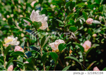 見福公園　椿の花17 121892194
