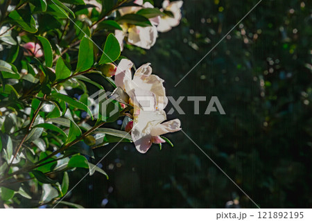 見福公園 椿の花18 見福公園 椿の花18 121892195