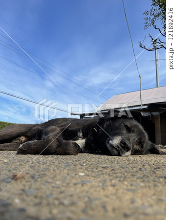 昼寝する犬 昼寝する犬 121892416