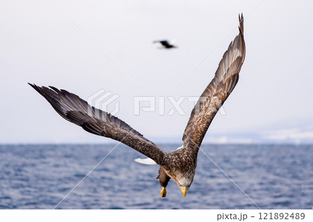 知床の海とオジロワシ-Shiretoko Sea and White-tailed Eagles- 121892489