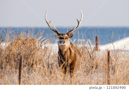 北海道のエゾシカ-Ezo sika deer (Cervus nippon yesoensis)- 121892490