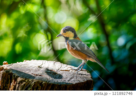 切り株にとまるヤマガラ 121892746