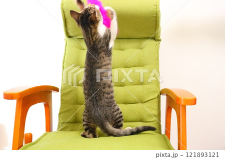 椅子に載っている子猫 猫じゃらし 椅子に載っている子猫 猫じゃらし 121893121