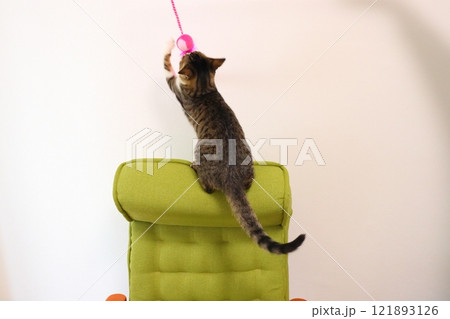 椅子に載っている子猫 猫じゃらし 椅子に載っている子猫 猫じゃらし 121893126