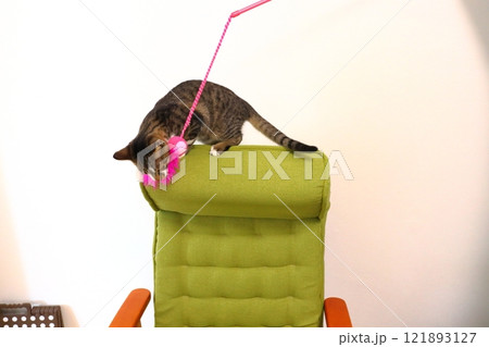 椅子に載っている子猫 猫じゃらし 椅子に載っている子猫 猫じゃらし 121893127