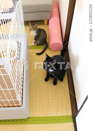 畳 猫 二匹 畳 猫 二匹 121893128