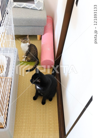 畳 猫 二匹 畳 猫 二匹 121893133
