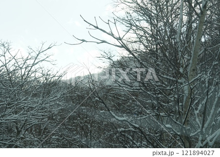雪に覆われる木々 121894027