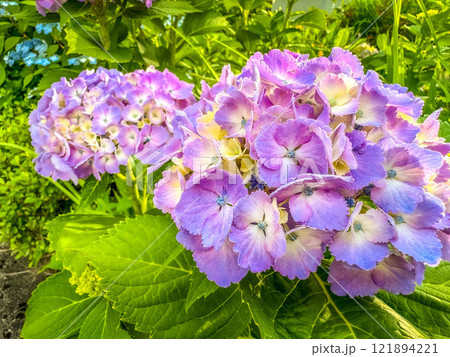 色鮮やかな紫陽花 色鮮やかな紫陽花 121894221