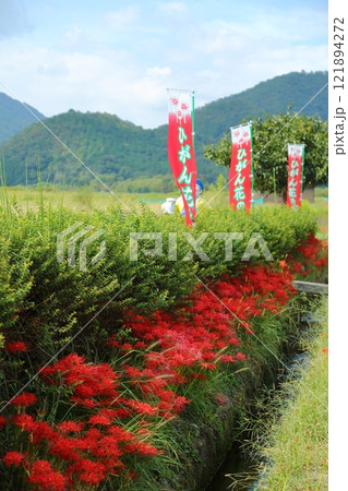 ひがん花の里 121894272