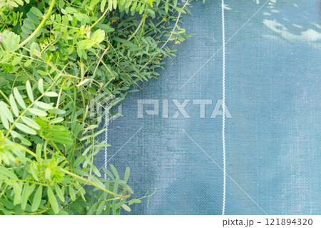 防草シート使用例、施工していない部分、施工してある部分 121894320
