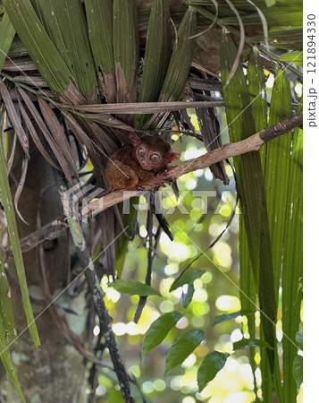 Cute tarsier monkey on tree in Philippines Cute tarsier monkey on tree in Philippines 121894330