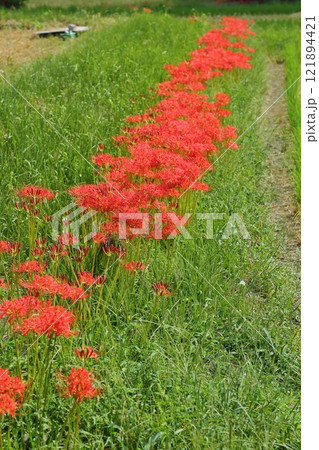 ひがん花の里 121894421