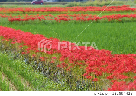 ひがん花の里 ひがん花の里 121894428