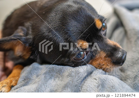 ベッドで寝る犬 121894474