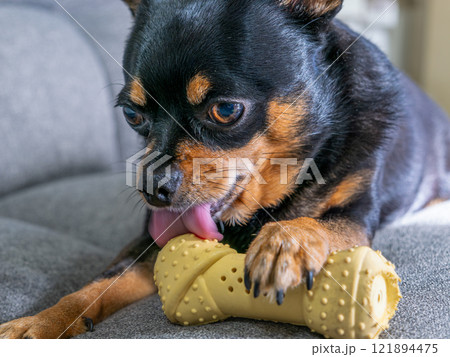 おもちゃで遊ぶ犬 おもちゃで遊ぶ犬 121894475