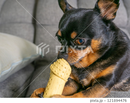 おもちゃで遊ぶ犬 おもちゃで遊ぶ犬 121894476