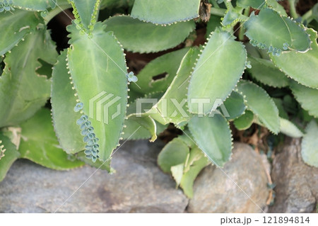 亜熱帯に生育するコダカラベンケイの葉 121894814