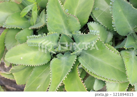 亜熱帯に生育するコダカラベンケイの葉 121894815