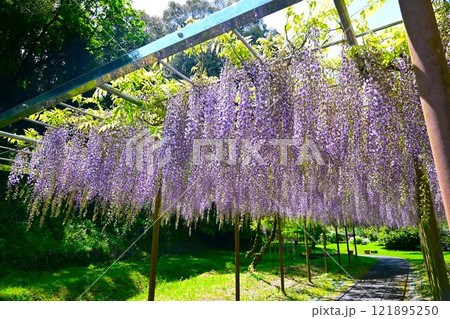 満開の藤の花 121895250