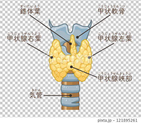 Thyroid gland illustration 121895261