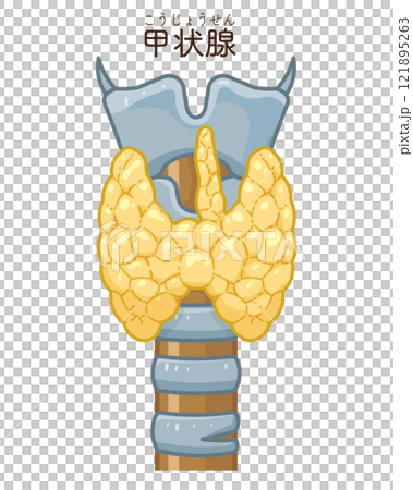 Thyroid gland illustration 121895263