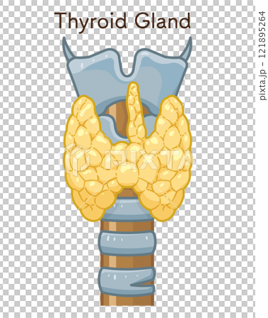 thyroid, throat, singing voice 121895264