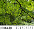 新緑の森の中で太陽光が差し込む 121895285