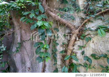 Root of the tree at the stone 121895472