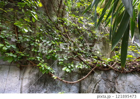 Root of the tree at the stone 121895473