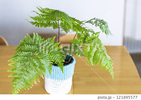 明るい観葉植物 シダ植物 明るい観葉植物 シダ植物 121895577