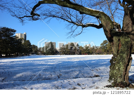仙台　雪の榴岡公園 121895722