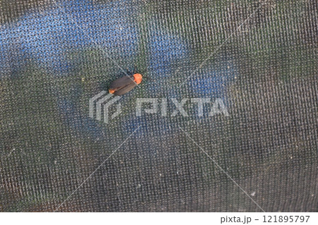 布の上にとまる虫のヤエヤママドボタルの成虫 布の上にとまる虫のヤエヤママドボタルの成虫 121895797