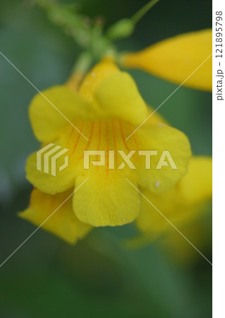 テコマスタンスの花 121895798