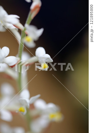 ホンコンシュスランの花 ホンコンシュスランの花 121895800