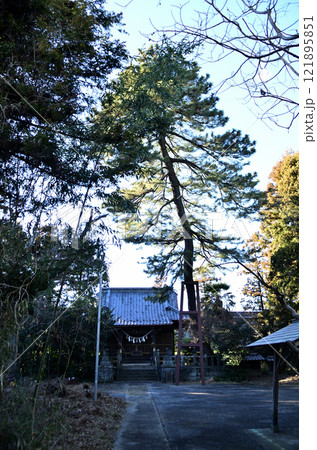 群馬県明和町川俣の栗嶋神社　御神木の大黒マツ 121895851