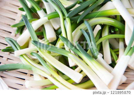 ザルに盛ったあさつき 121895870
