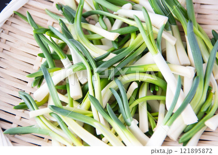 ザルに盛ったあさつき 121895872