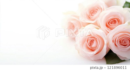 Elegant Pink Roses on White Background Elegant Pink Roses on White Background 121896011