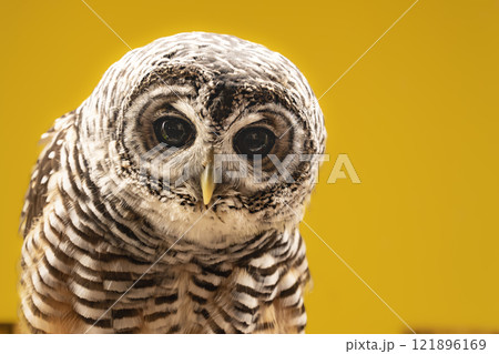 フクロウ アカアシモリフクロウ フクロウ アカアシモリフクロウ 121896169