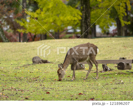 草を食べる奈良公園の鹿 草を食べる奈良公園の鹿 121896207