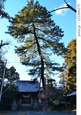 群馬県明和町川俣の栗嶋神社　御神木の大黒マツ 121896275