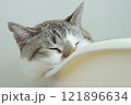 ゆるやかな線と猫 121896634