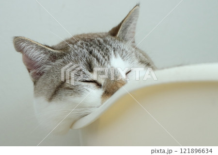 ゆるやかな線と猫 121896634