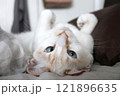同じ空間にいても時の流れ方が違う猫 121896635